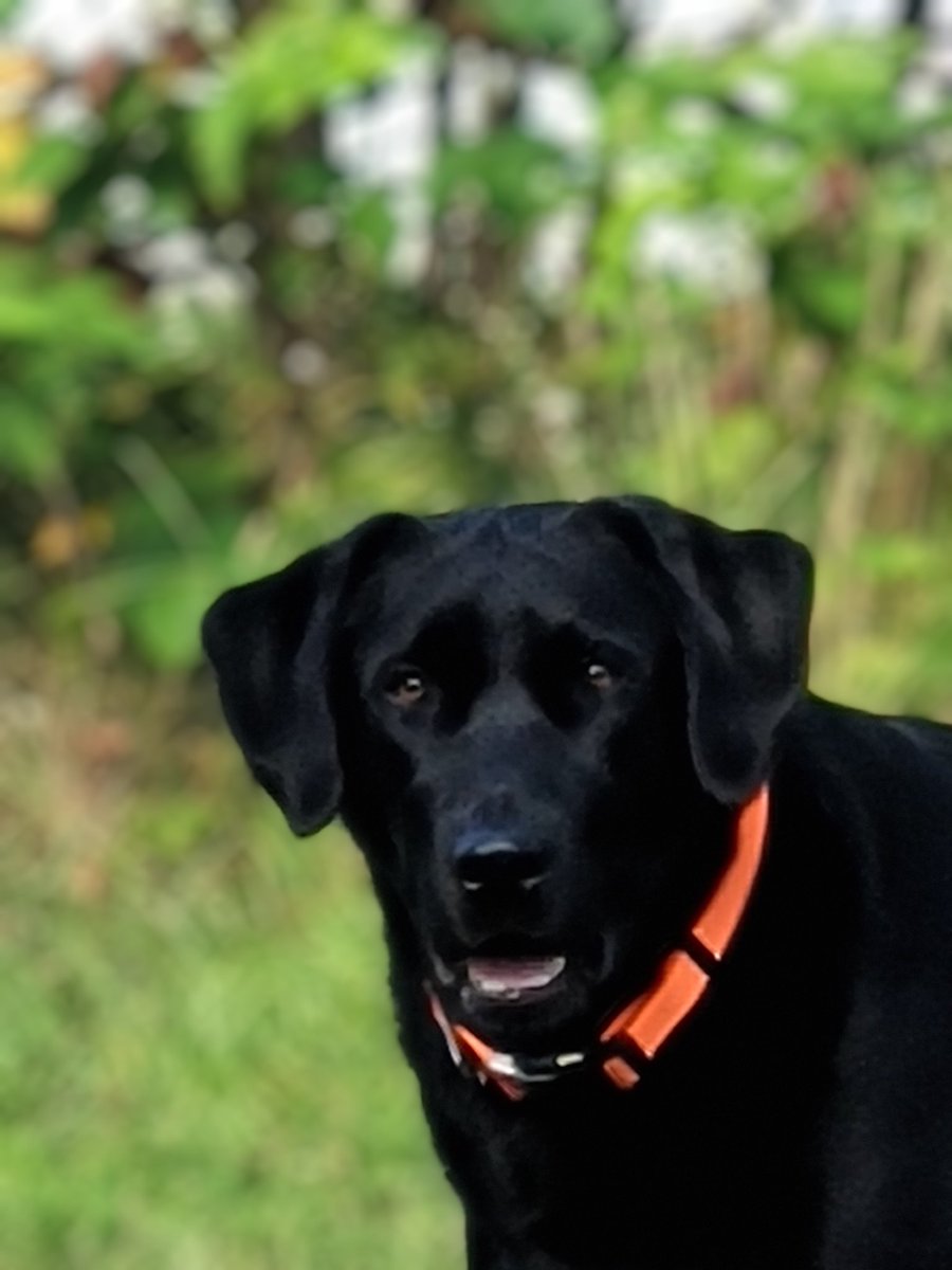 National Dog Day celebration of all breeds including labs like #k9jubel water leak detection dog and all dogs and the irreplaceable roles they play in so many lives. #k9jubel #detectiondogs