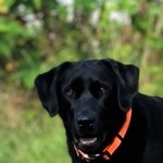 Photo by Aqua-Terra.Dog Canine Water Leak Detection (@AquaDetection)