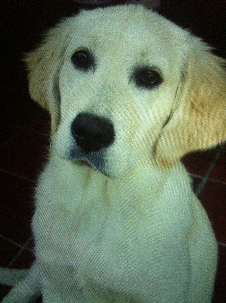 Gisellacozzo's tweet photo. My Sasha😍#giornatamondialedelcane #worlddogday https://t.co/ASenWicA4h