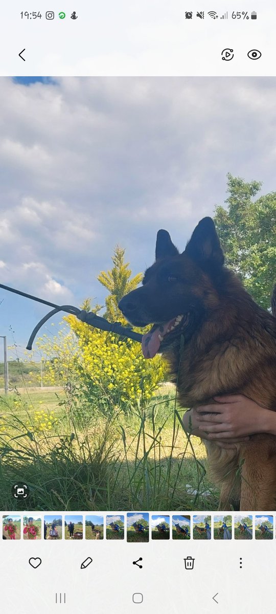 popi___g's tweet photo. #παγκοσμιαημερασκυλου #myrex τον αγαπώ 💕 https://t.co/KJzCNpr8ms