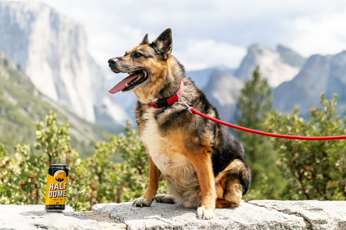 Happy National Dog Day! There's no better way to celebrate than getting outside with your furry friend and cracking open a refreshing Half Dome beer. 🐾🍺 PC: @kevinsingerphotography