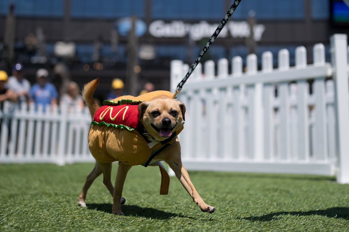 Cubs's tweet photo. Send dog pics. 🐶

In honor of #NationalDogDay, we're giving away @ViennaBeef 🌭 bucket hats!

Repost and reply with a pic of your pup for a chance to win. Rules: https://t.co/gqbEktfapC https://t.co/kgc7ybklmB
