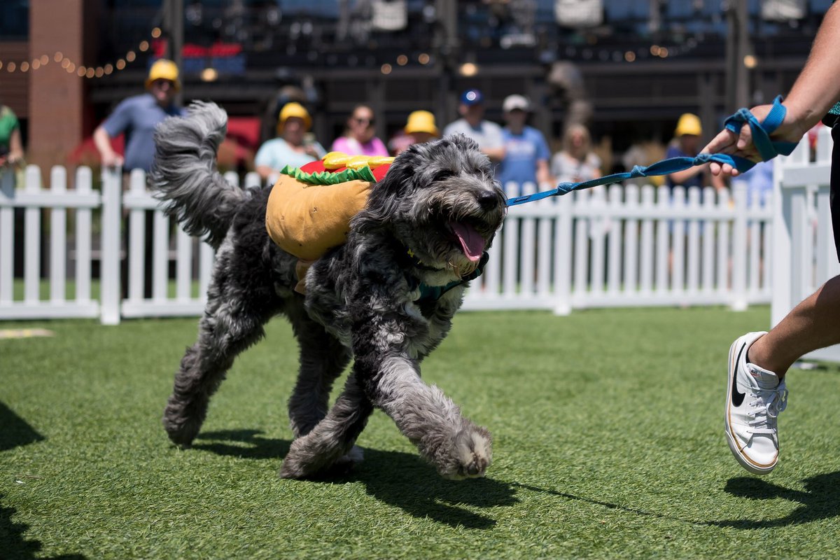 Cubs's tweet photo. Send dog pics. 🐶

In honor of #NationalDogDay, we're giving away @ViennaBeef 🌭 bucket hats!

Repost and reply with a pic of your pup for a chance to win. Rules: https://t.co/gqbEktfapC https://t.co/kgc7ybklmB