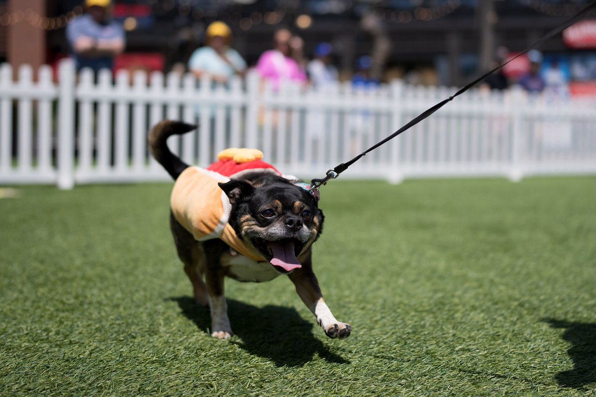Send dog pics. 🐶

In honor of #NationalDogDay, we're giving away <a href="/ViennaBeef/">Vienna Beef</a> 🌭 bucket hats!

Repost and reply with a pic of your pup for a chance to win. Rules: bit.ly/3Wt2fg4