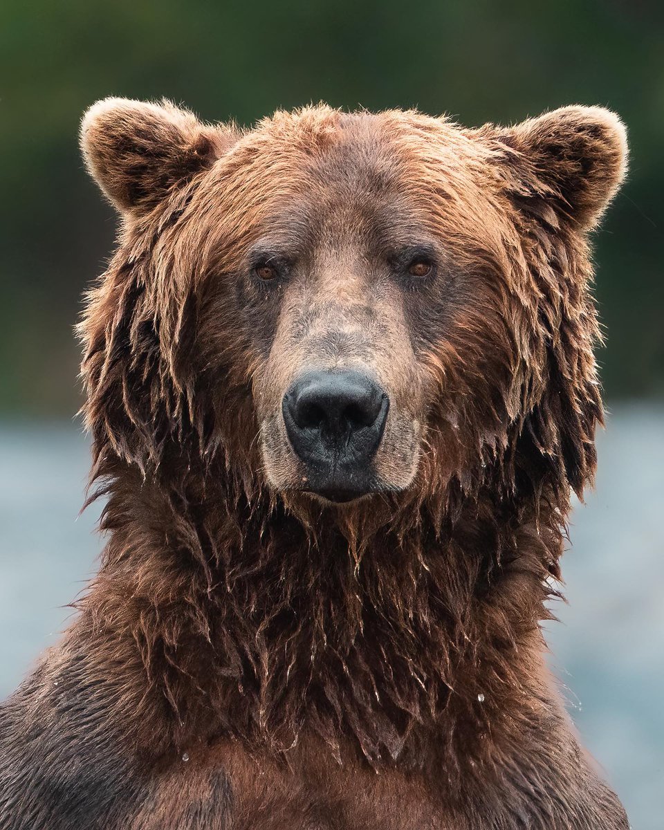 The CCPC tweet media