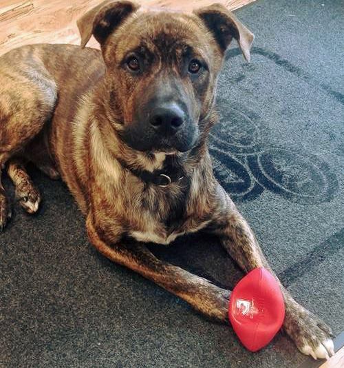 dcomerismyagent's tweet photo. 🐾🐾 Loki, our official office greeter, wants to remind all of his #GoodNeighbors to show some extra love and affection to their pups today. Come meet Loki next week, and let's talk about your coverage! #NationalDogDay https://t.co/OxvY9wik7M