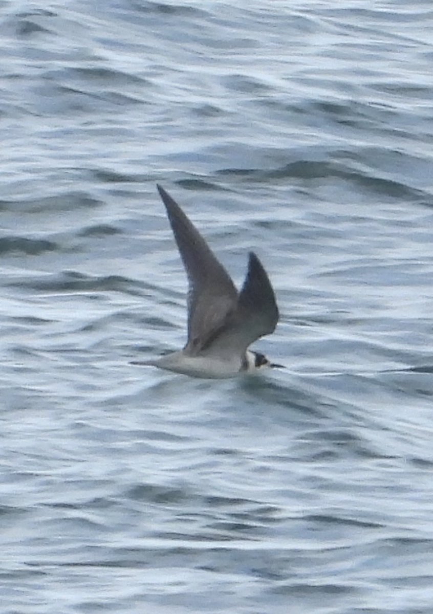 Record shot of Black Tern heading south past Sandy Beaches this afternoon @spurnbirdobs #spurnbirds