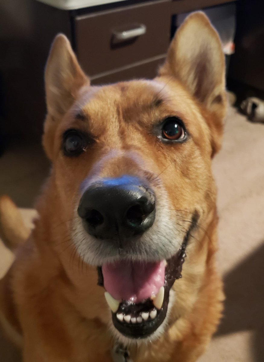 Ginger is happy it's #NationalDogDay