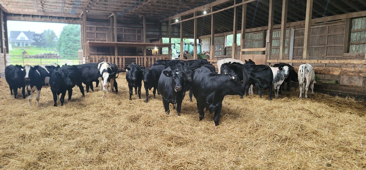 Beef on holstein crosses separated from their heifer companions. Time for finishing ration I think