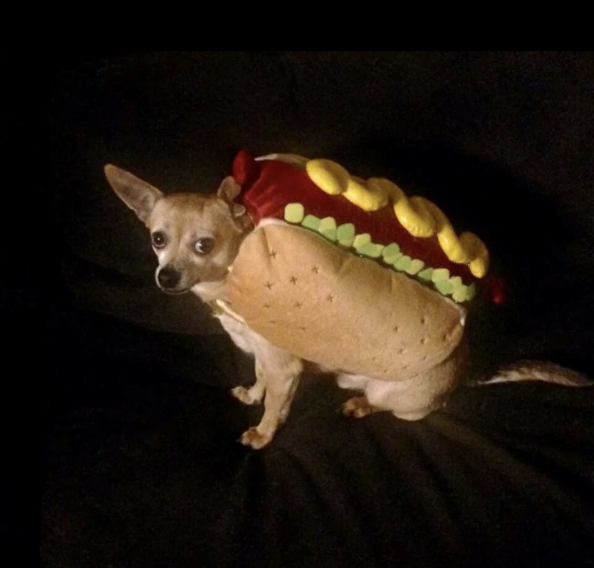 Mr_DeBold's tweet photo. @Cubs @ViennaBeef Hot diggity dog! Our dog Armando giving glamor shot vibes. 🌭 https://t.co/QTLz8mWBsz