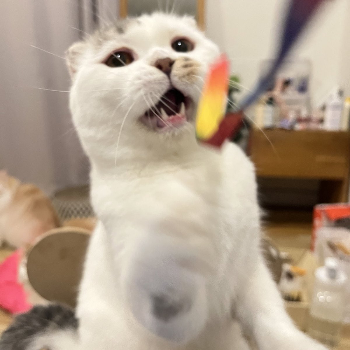 awwwfluffy's tweet photo. เค้าน่ารักขนาดนี้ฮัมไมยายพลอยสวยไม่ใจดีกะจุนมั่ง https://t.co/SJYoPypRah