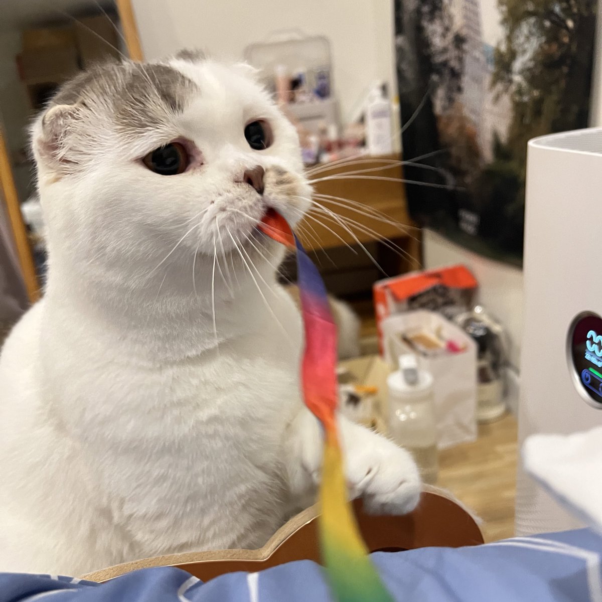 awwwfluffy's tweet photo. เค้าน่ารักขนาดนี้ฮัมไมยายพลอยสวยไม่ใจดีกะจุนมั่ง https://t.co/SJYoPypRah