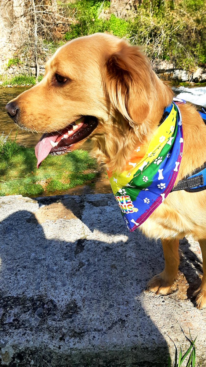 catcrazyknitter's tweet image. It may be #Caturday but every day in my world is #nationaldogday

#derpydog #esa #GoldenRetrievers #lifeisgolden