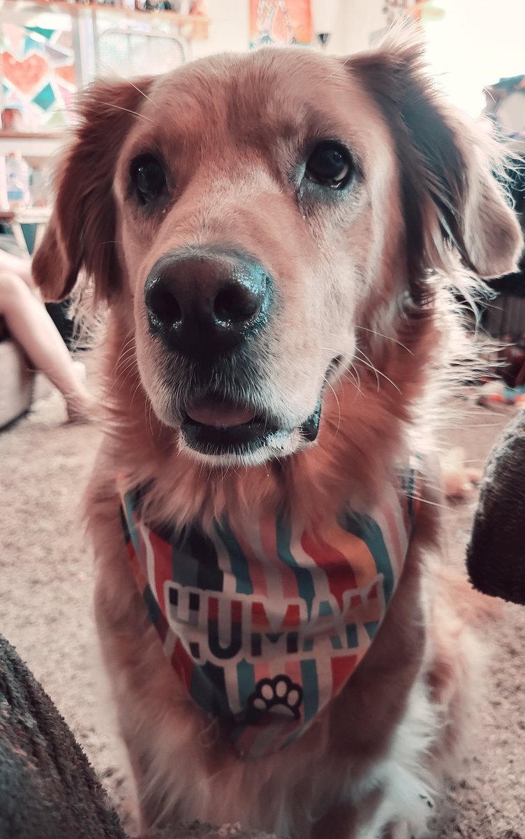 catcrazyknitter's tweet image. It may be #Caturday but every day in my world is #nationaldogday

#derpydog #esa #GoldenRetrievers #lifeisgolden