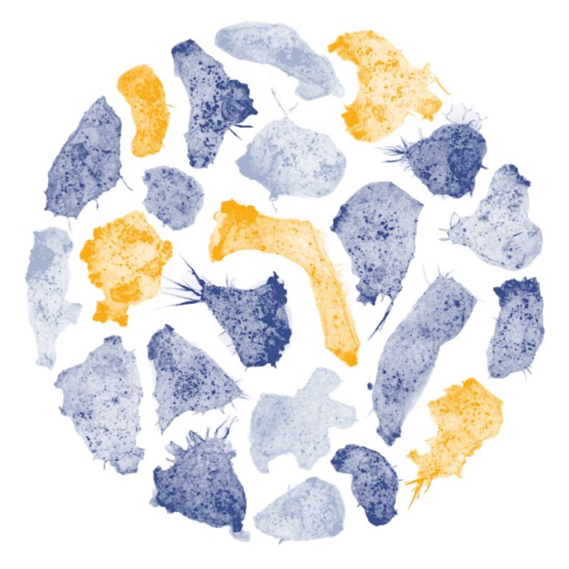 I’m happy to share that I signed an offer from UMass Dartmouth for a position as an Assistant Professor! 
I'm excited and thankful to return to the department where my journey in science started.

The Velle Lab opens in January 2024!