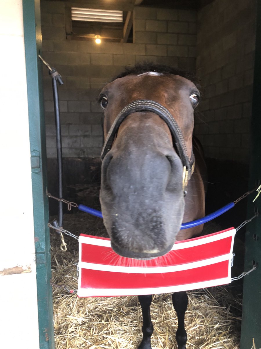 larryzapeye's tweet photo. Had a chance to spend some quality time with our recent winners at ⁦@DelMarRacing⁩ #Prancingthruparis #Exultation #ShesGotaWay ⁦@EurtonRacing⁩ ⁦@ciagliaracing⁩ ⁦@amanduhmurphy⁩ https://t.co/VKZ3hxe101