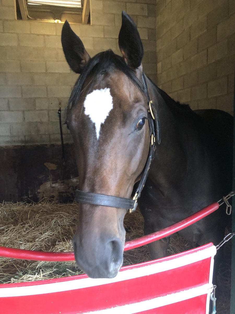 larryzapeye's tweet photo. Had a chance to spend some quality time with our recent winners at ⁦@DelMarRacing⁩ #Prancingthruparis #Exultation #ShesGotaWay ⁦@EurtonRacing⁩ ⁦@ciagliaracing⁩ ⁦@amanduhmurphy⁩ https://t.co/VKZ3hxe101