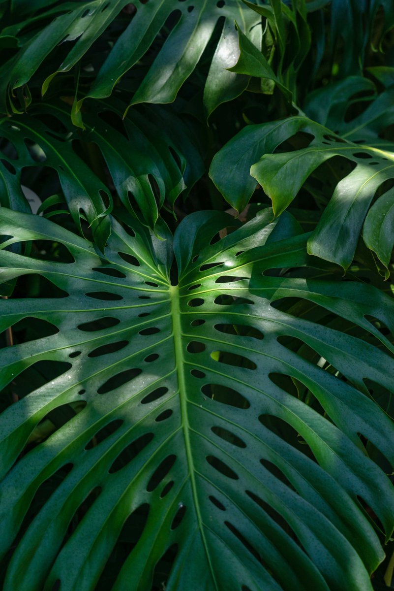 Monstera Helpful (@monsterahelpful) / Posts / X