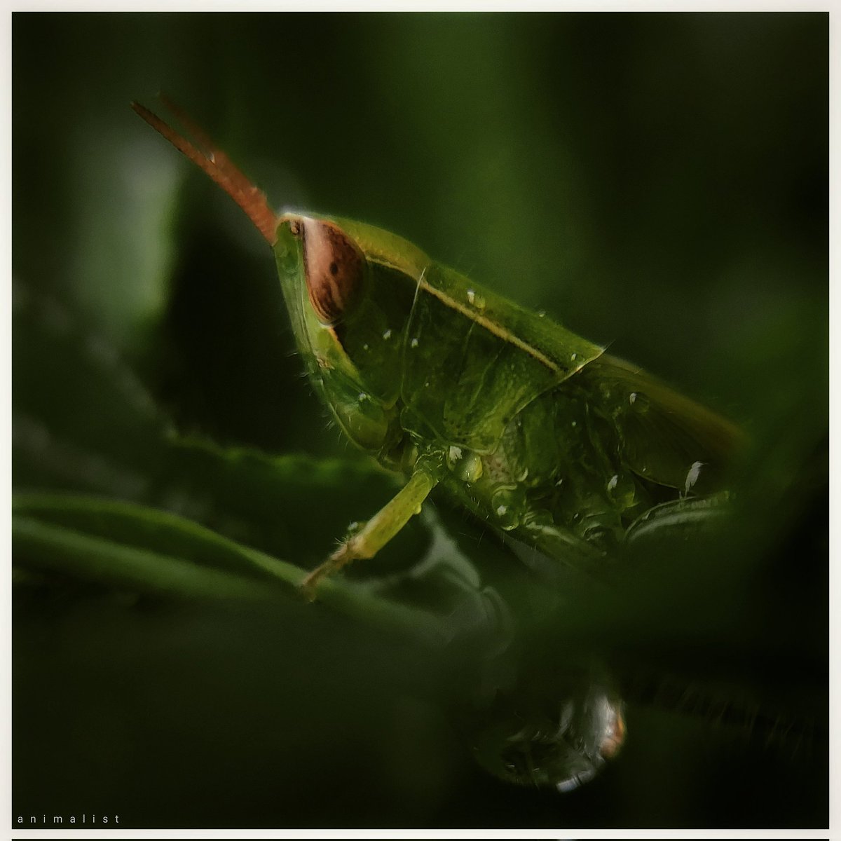 Nature's gems shine even after the rain! 🌿🦗 
.
.
.
.#GrasshopperMagic #insect #NaturePhotography  #grasshopper #insects #afterrain #green #macro #macrophotography #naturemacro #macroworld_tr #macrophotographer #macro_kings #macro_x #macro_creative_pictures #macro_perfection.