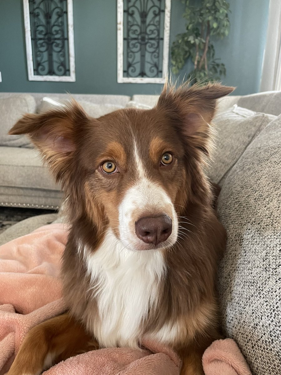 International Dog Day! Post the last photo on your phone you have taken of your furry friend. 💕💕
