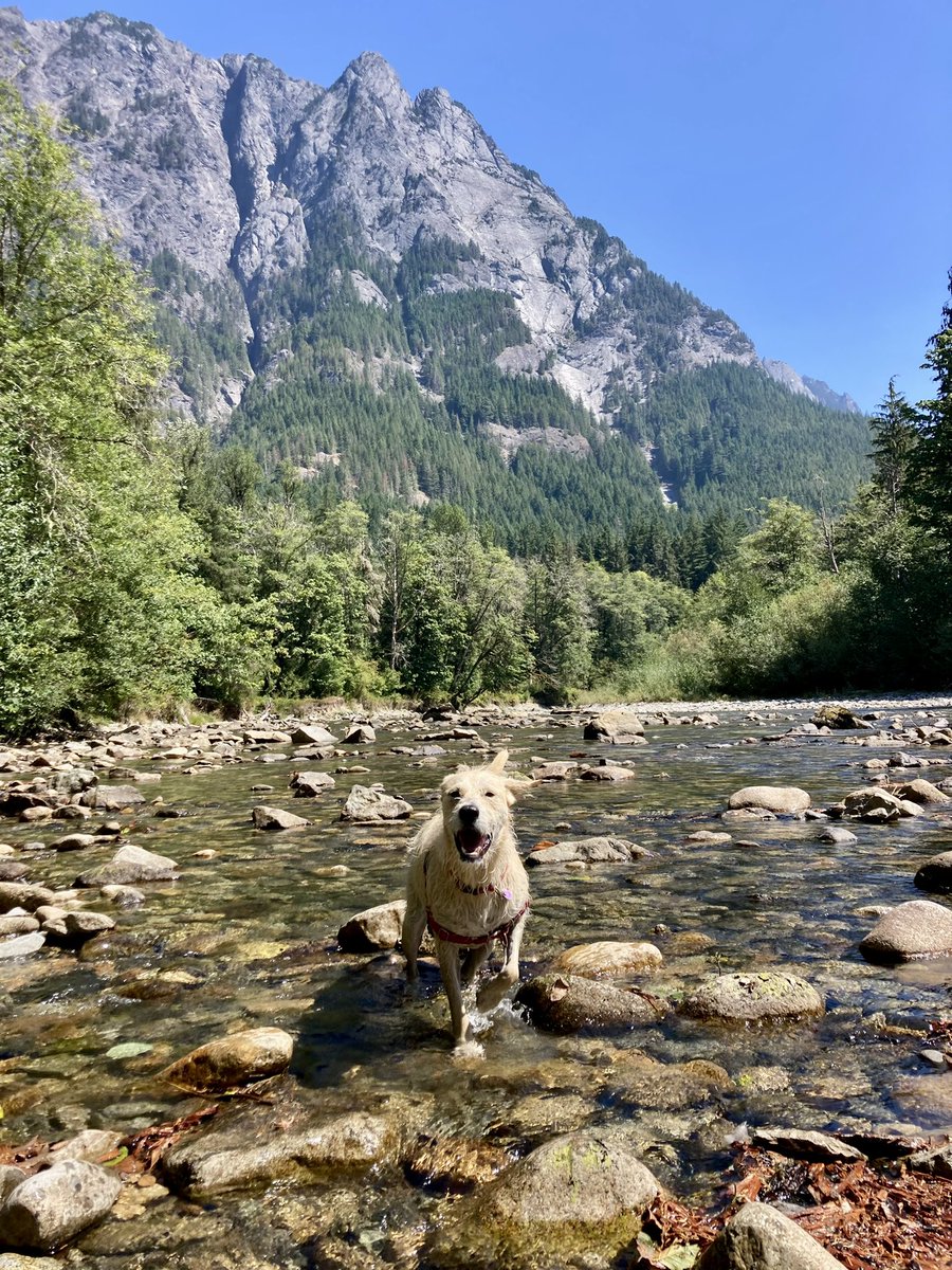 Pucci being the pucciest #internationaldogday