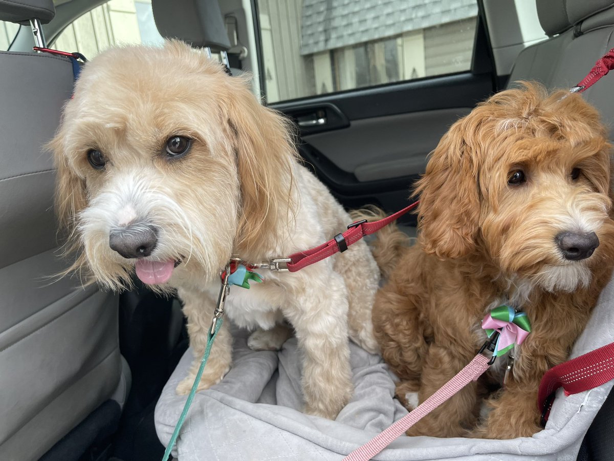 ShortForTim's tweet photo. @surface Blake and Hazel say hi and ask for Microsoft Surface dog shirts/sweaters to be a thing. 😁 https://t.co/adbbqL8lzy
