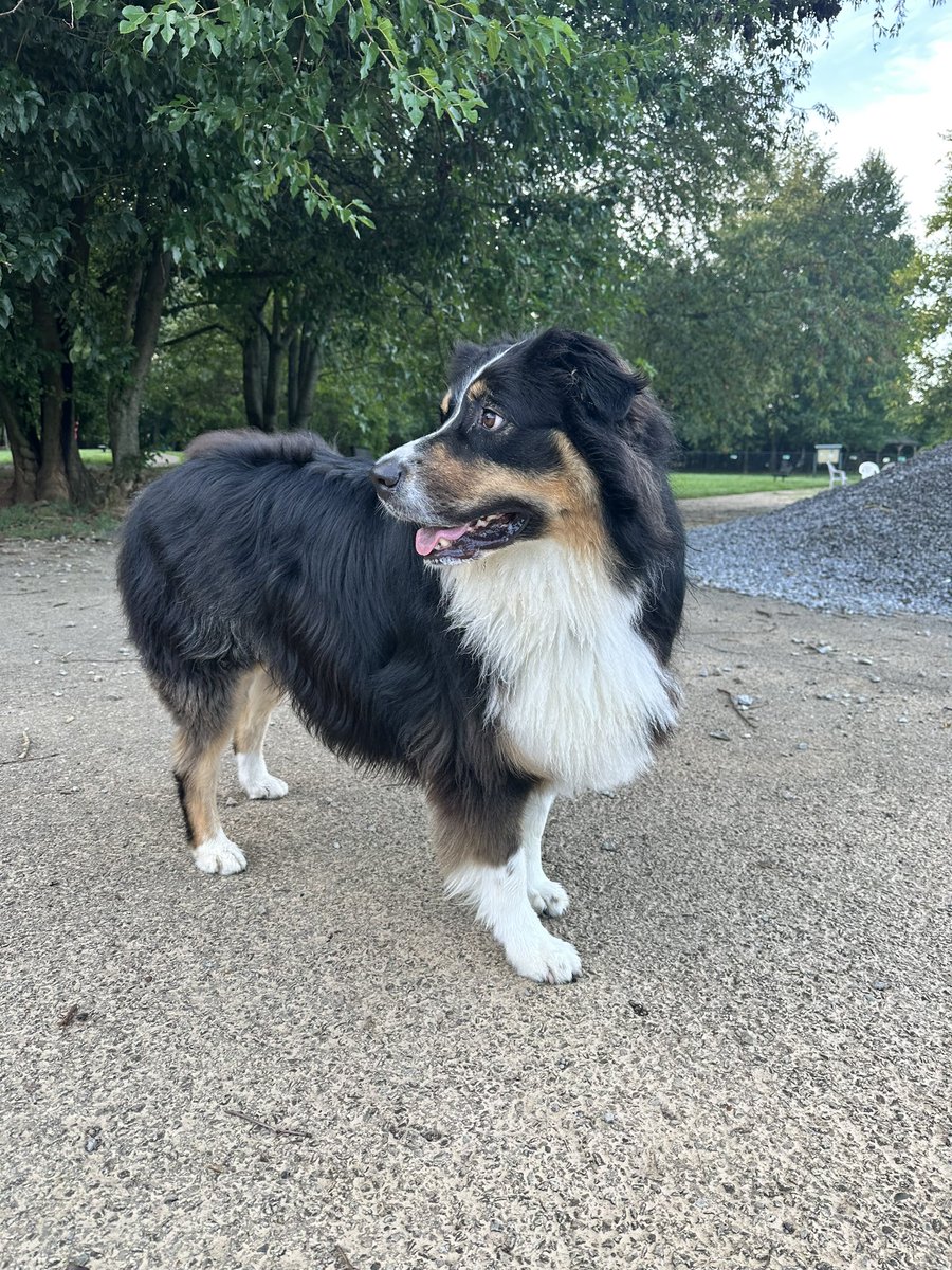 kfreberg's tweet photo. Every day is National Dog Day for Mando! 🥰
#MandoWade https://t.co/epeUINJY3S