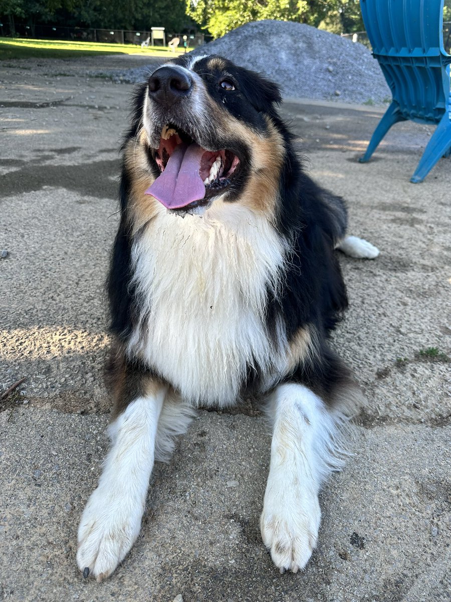kfreberg's tweet photo. Every day is National Dog Day for Mando! 🥰
#MandoWade https://t.co/epeUINJY3S
