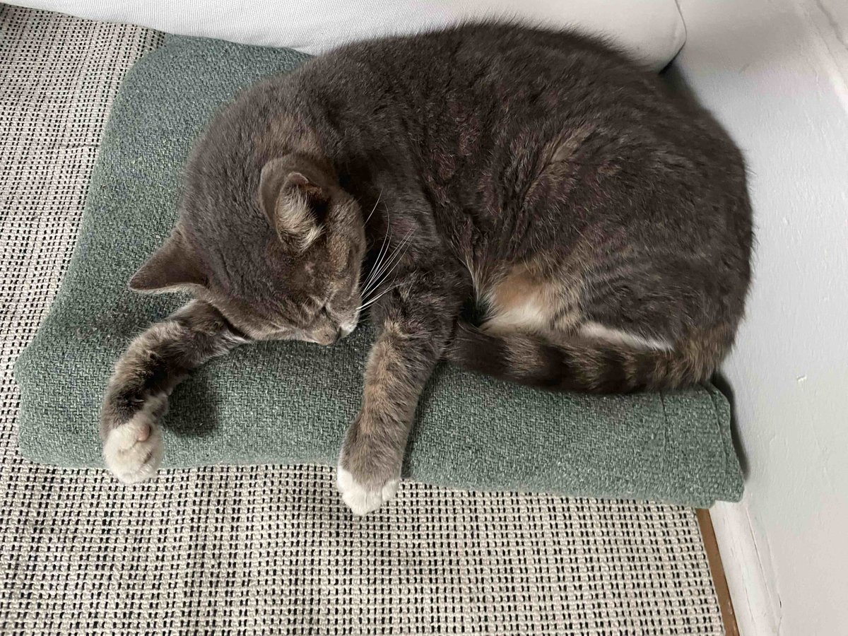 rushmew's tweet photo. #catsad https://t.co/S8ktyGtlSF