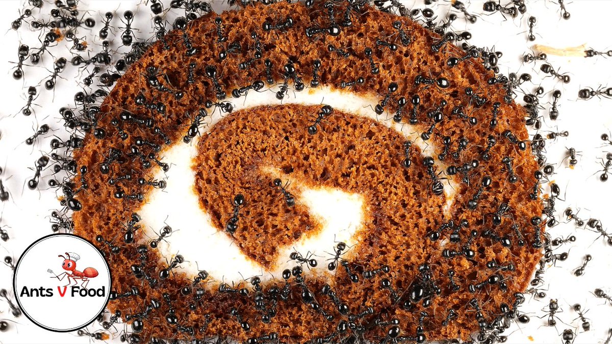 AntsVFood's tweet photo. Timelapse Ants vs Chocolate Swiss Roll, please share to help the channel grow. Thank you! #antcolony #antseating #ants #insects https://t.co/5YqBB9J8P2