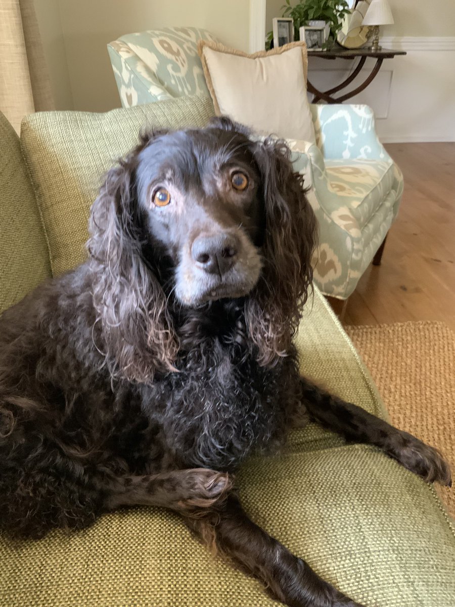 CharlestonLawya's tweet photo. Happy #nationaldogday #spanieling https://t.co/Jcv5SohPTJ