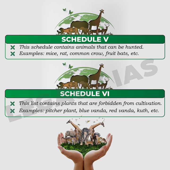 Legacy_ias's tweet photo. Schedules of #WildlifeProtectionAct 1972 !!
Learn about different schedules that classify and provide protection to various species, ensuring the preservation of India's rich wildlife heritage.
#WildLife #WildLifeAct #1972Act #UPSCExam #ConservationEffort #UPSCExam #LegacyIAS https://t.co/RmulsXyaiI