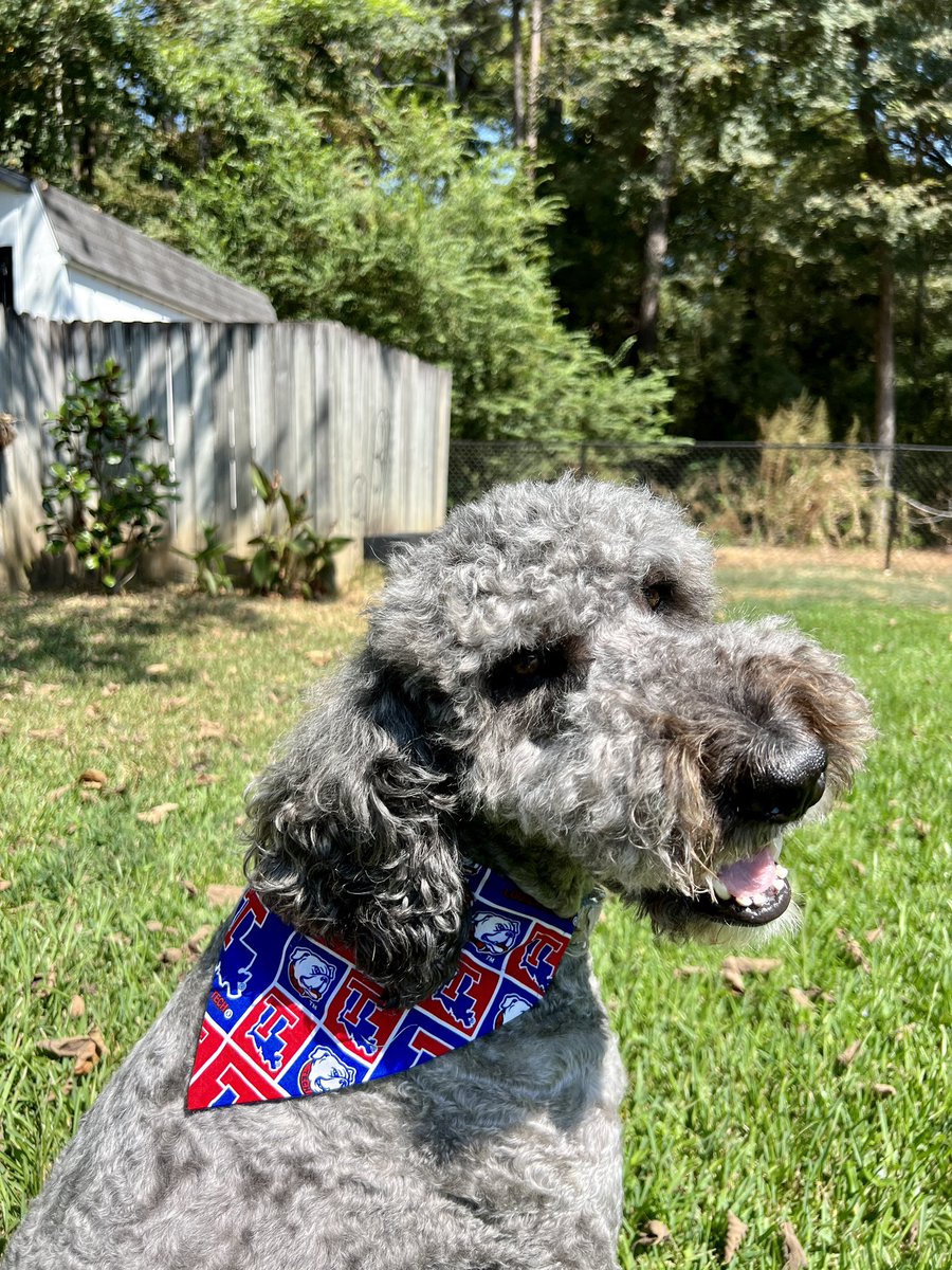 TKrobetzky's tweet photo. Itโs game day! Go Dogs! #latechfb https://t.co/6yV6lI0XBt