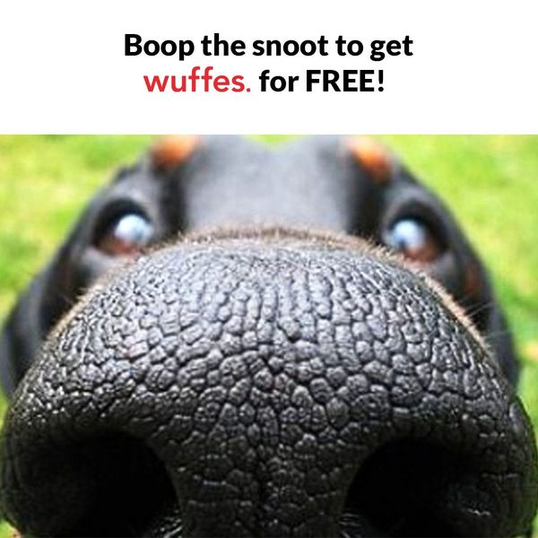 SalesWithDMoney's tweet photo. One of the most innovative DR paid traffic offers JUST COMPLETELY CHANGED THEIR FUNNEL!

This is a genius brand that's quietly scaling like crazy:

-aggressive new FB ad creatives
-clever new hybrid funnel setup
-revamped, irresistible offer

Let's do a deep dive into WUFFES 🧵⬇️ https://t.co/WcWkA57sHe