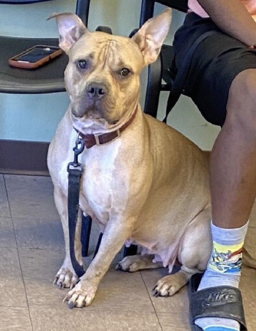 TomJumboGrumbo's tweet photo. HOURS LEFT, overbred and dumped, Hazel 178440 is DELISTED in preparation TBK. Described as “quiet and lazy” by her family, this shy 2yo is so scared, retreating to the back of her kennel in NYCACC. Failed by humans, she’s a good girl who’s house trained, easygoing and loves to be bathed! We need to save her - needs a Northeast family with kids age 13+. Please pledge RT, DM @Notthesamenow2 or email keitholbermanndogs@gmail.com for assistance.

https://t.co/aUkjLiwIF9