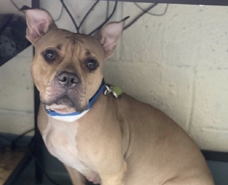 TomJumboGrumbo's tweet photo. HOURS LEFT, overbred and dumped, Hazel 178440 is DELISTED in preparation TBK. Described as “quiet and lazy” by her family, this shy 2yo is so scared, retreating to the back of her kennel in NYCACC. Failed by humans, she’s a good girl who’s house trained, easygoing and loves to be bathed! We need to save her - needs a Northeast family with kids age 13+. Please pledge RT, DM @Notthesamenow2 or email keitholbermanndogs@gmail.com for assistance.

https://t.co/aUkjLiwIF9