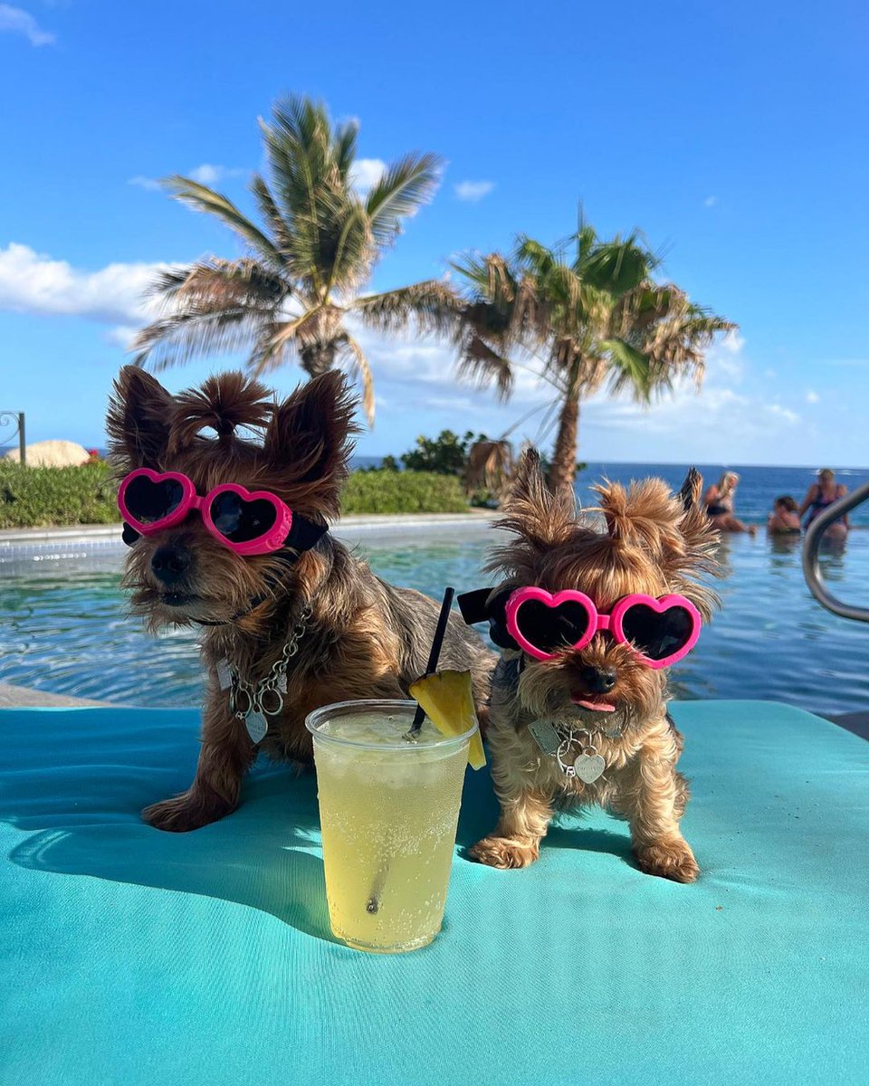 LosCabosTourism's tweet photo. Happy International Dog Day! 🐶💕🐕 Show some love to your furry best friends on this special day by sharing your adorable moments together in Los Cabos and tag us! #VisitLosCabos #InternationalDogDay 
📸: @nycyorkiegirls , @travel.with.bindu , @thetravellingchihuahua https://t.co/wLfxWzFOIJ