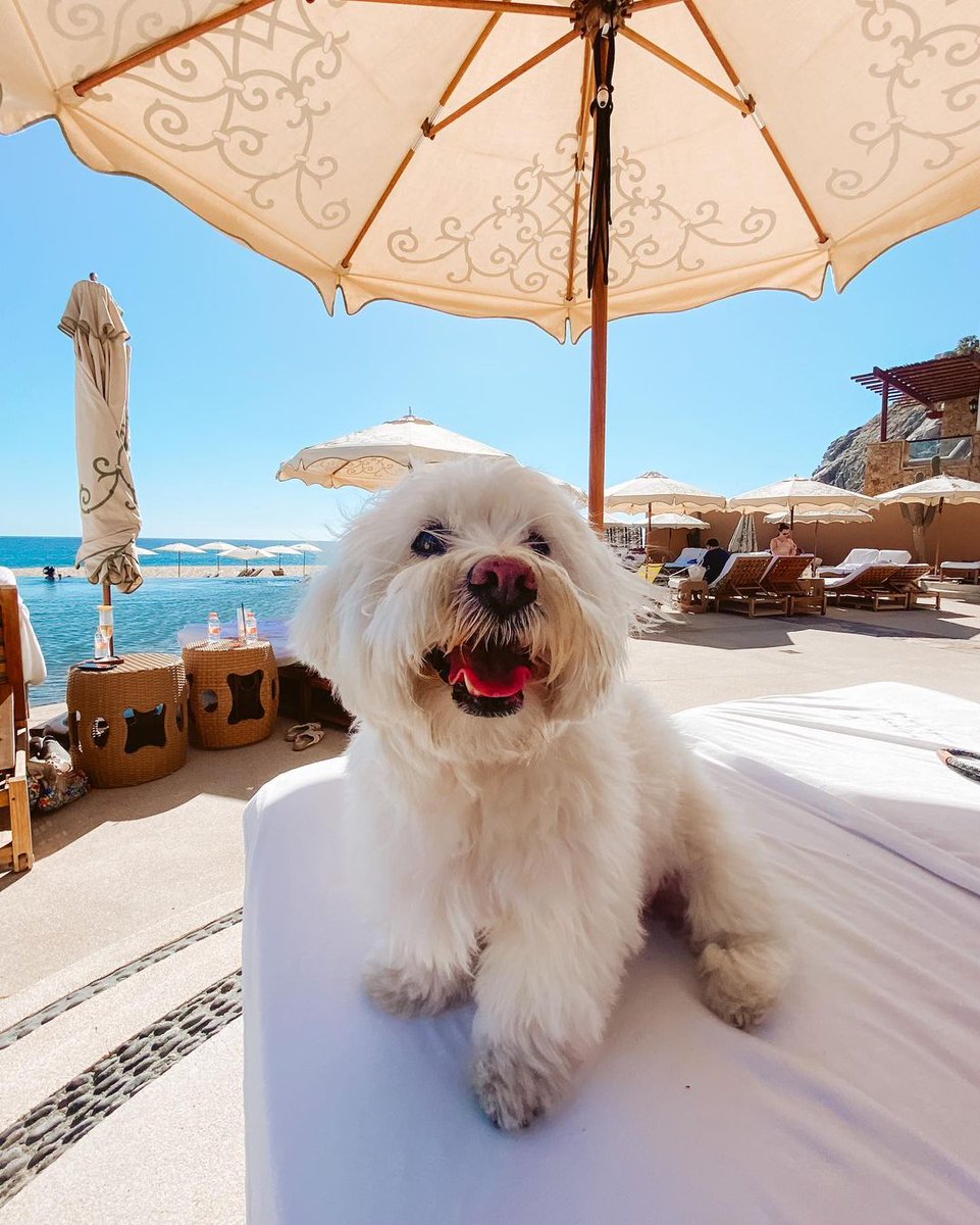 LosCabosTourism's tweet photo. Happy International Dog Day! 🐶💕🐕 Show some love to your furry best friends on this special day by sharing your adorable moments together in Los Cabos and tag us! #VisitLosCabos #InternationalDogDay 
📸: @nycyorkiegirls , @travel.with.bindu , @thetravellingchihuahua https://t.co/wLfxWzFOIJ