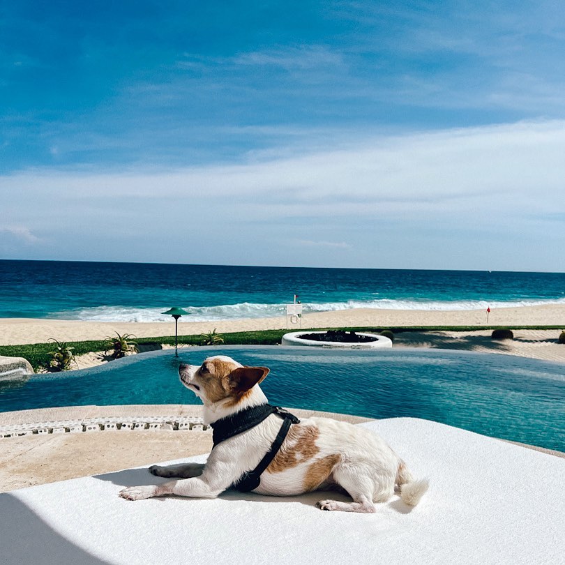 LosCabosTourism's tweet photo. Happy International Dog Day! 🐶💕🐕 Show some love to your furry best friends on this special day by sharing your adorable moments together in Los Cabos and tag us! #VisitLosCabos #InternationalDogDay 
📸: @nycyorkiegirls , @travel.with.bindu , @thetravellingchihuahua https://t.co/wLfxWzFOIJ