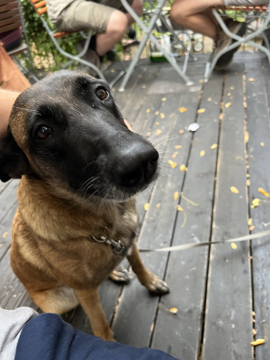 basti_drs's tweet image. Timeline: Luna.
Luna: Timeline.
#Dogcontent