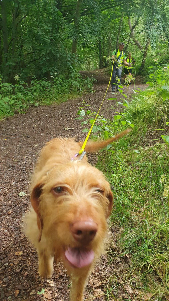 CheshireSar's tweet photo. Meet Tilly - our trainee search dog 🐶  #InternationalDogDay https://t.co/SEpm11GXL2