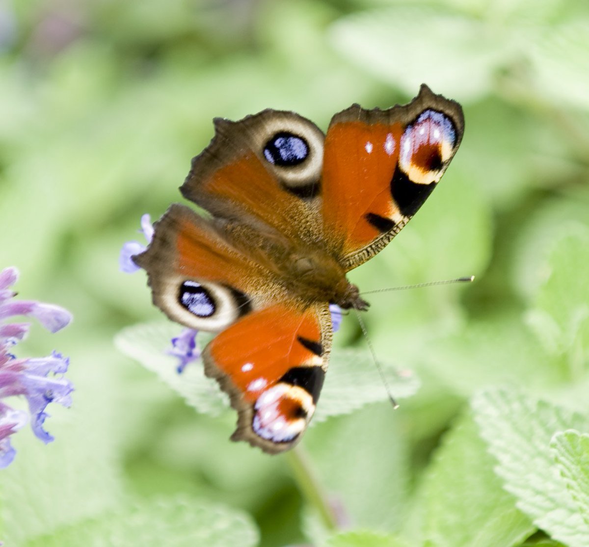 LissadellHouse's tweet photo. I must endure the presence of a few caterpillars 
if I wish to become acquainted with the butterflies

Antoine de Saint-Exupéry
The Little Prince https://t.co/FSP9Go7TQ6