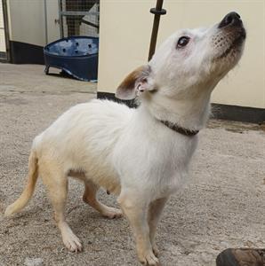 Animal Adoptions UK 🐕‍🦺🐈🐎❤️ tweet media