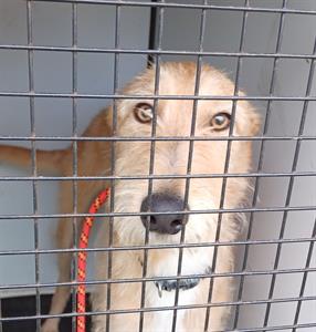 Animal Adoptions UK 🐕‍🦺🐈🐎❤️ tweet media