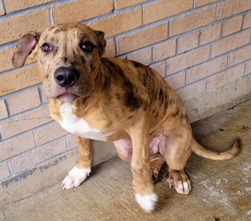 PetfindToronto's tweet photo. #RICHMOND ST W #300BLOCK #Pls RT2unite #FOUND #DOG- 24-Aug-23 #Toronto Animal Services A957819 #NORTH 416-338-8723 BRN BRINDLE #AMERBULLDOG M/6Mth https://t.co/bxxcWarOD2