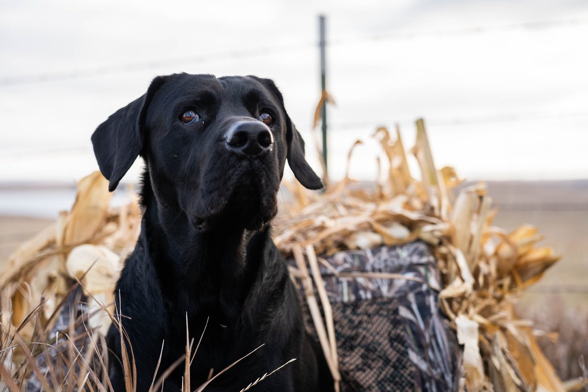 happy #nationaldogday #labs #dogs #fueledbyvictor