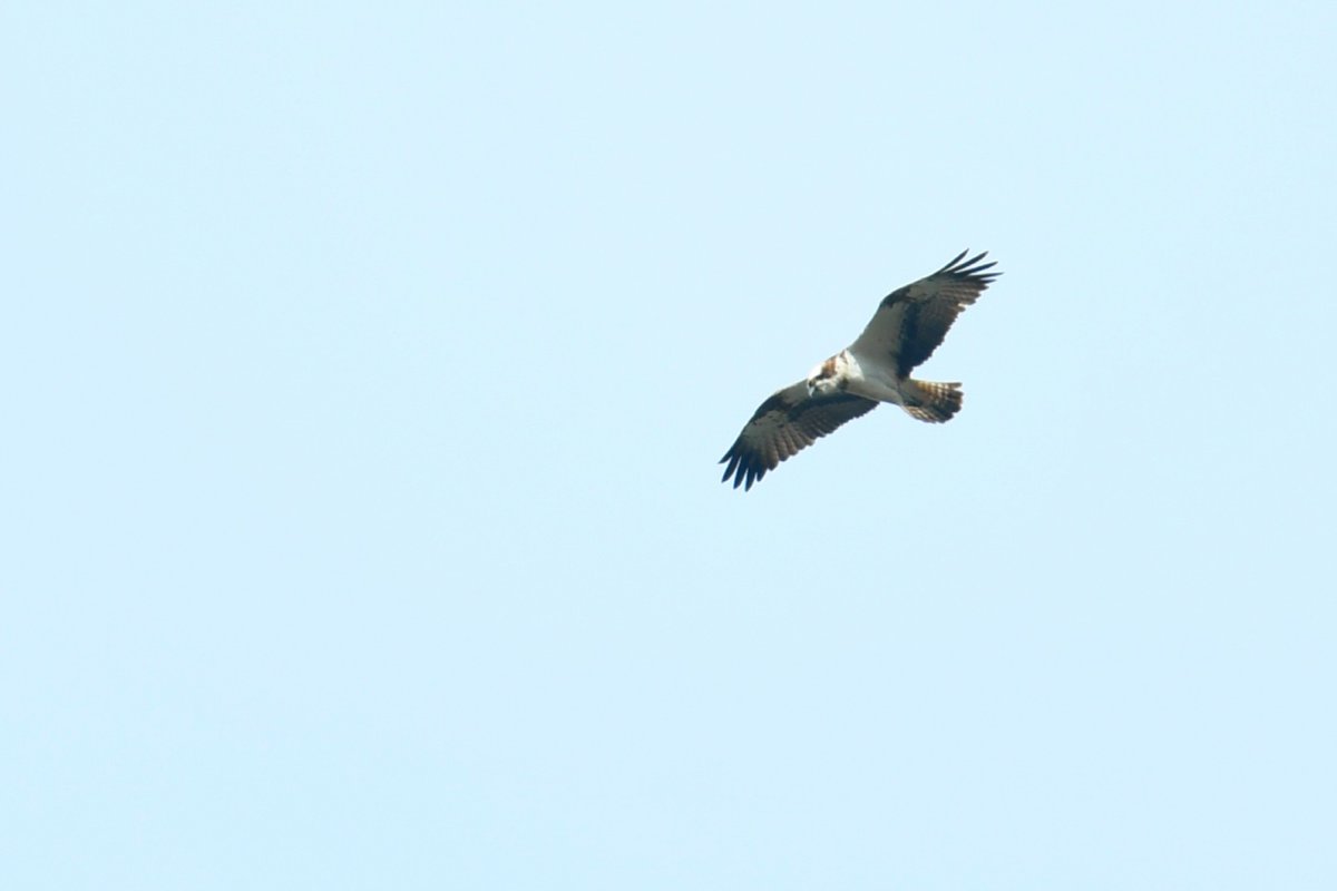 A walk up the Exe estuary produced the hoped for goods this afternoon when all the waders went up signalling this passing Osprey, my first of the year.