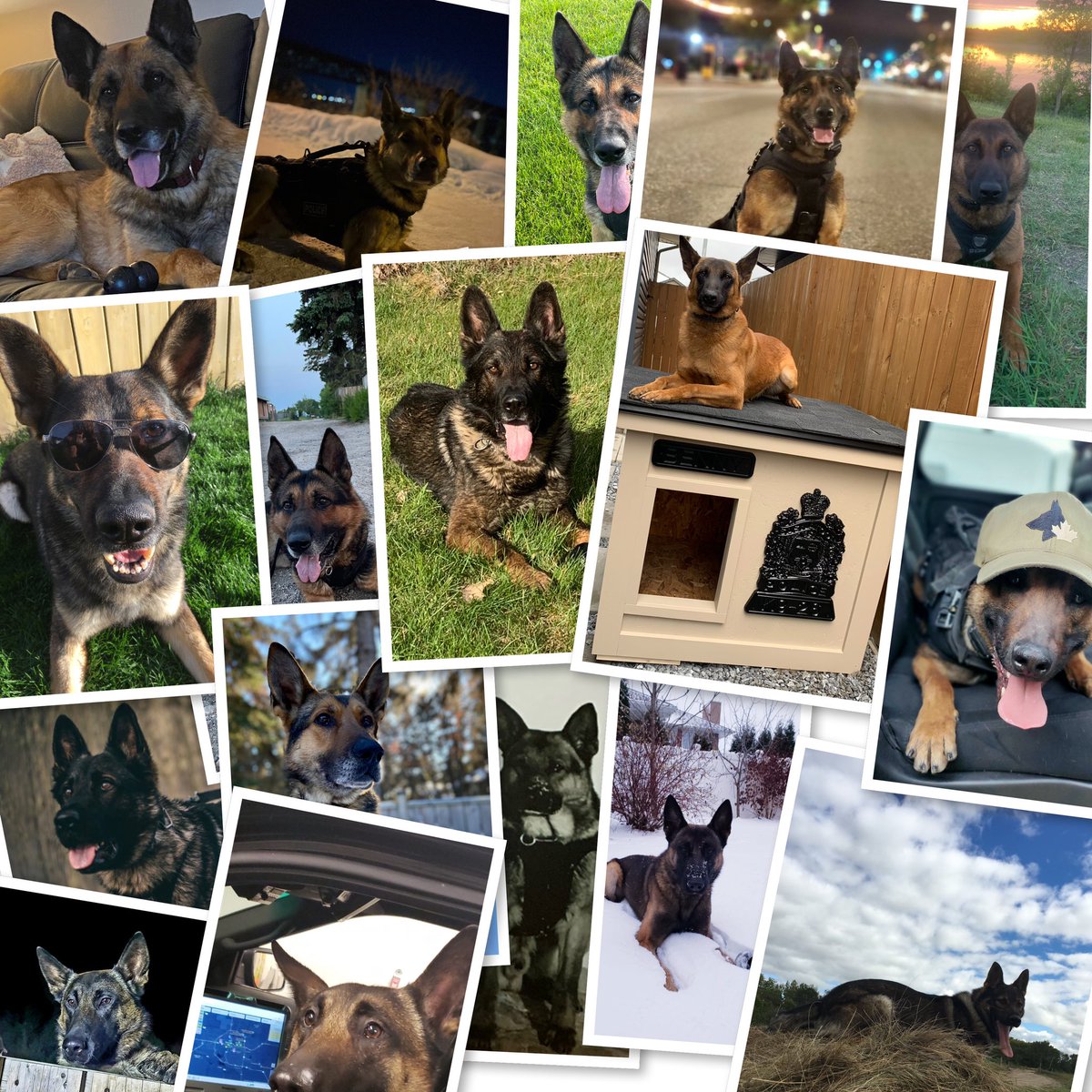 SPSCanine's tweet photo. Happy international dog day from: #psdoliver #psddiesel #psdbane #psdbam #psdhutch #psdyanga #psdbenny #psdhyde and #psdbrian!🐕🚔🇨🇦 https://t.co/4jbxjuyFoJ