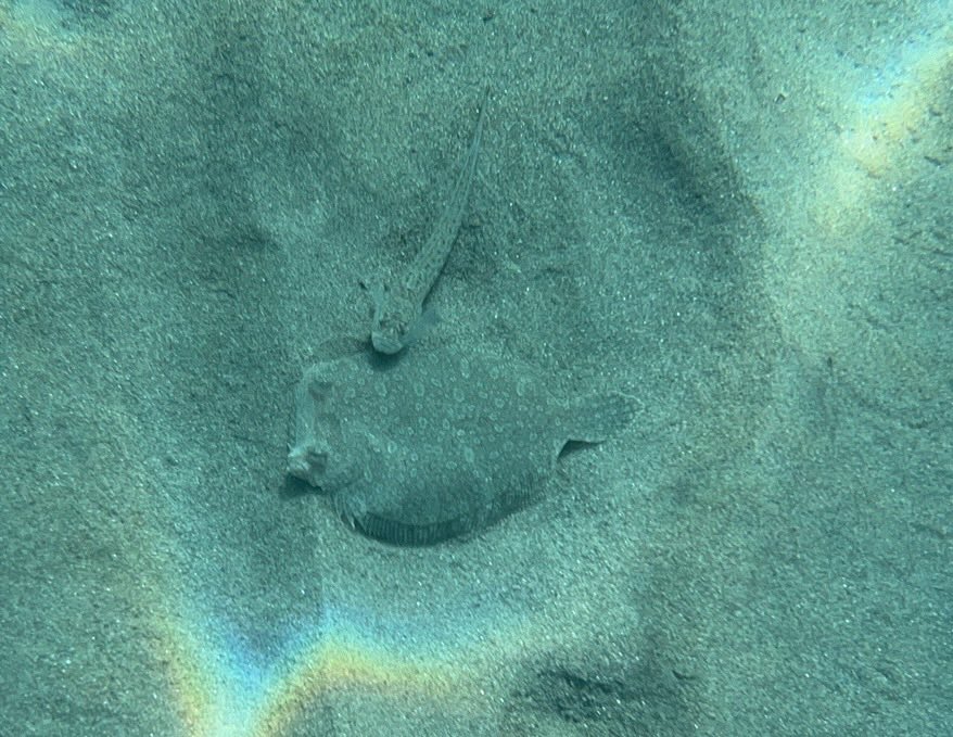 marklevesley's tweet photo. Fish-wise people … in Med today, I saw lots of (what I think are) greater weever fish hanging out with wide-eyed flounders. Do flounders follow weevers, picking up things the weevers disturb as they dig &amp; hide. Or is this #mutualism, rather than #commensalism? #Motril https://t.co/MWOHSXNjlJ
