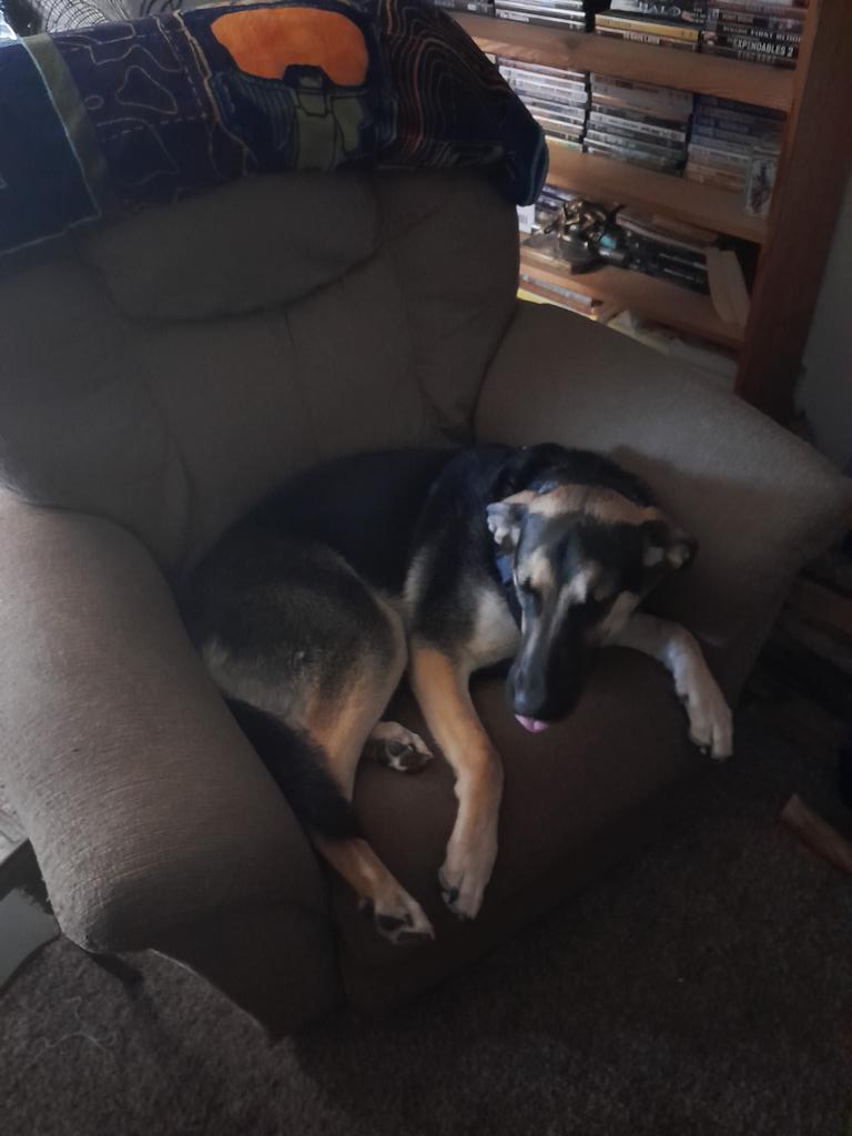 Terraformer9's tweet photo. @GenZeroGame My dog rowdy is quite a handful but he's worth it most of the time https://t.co/1qLhPcHmjU